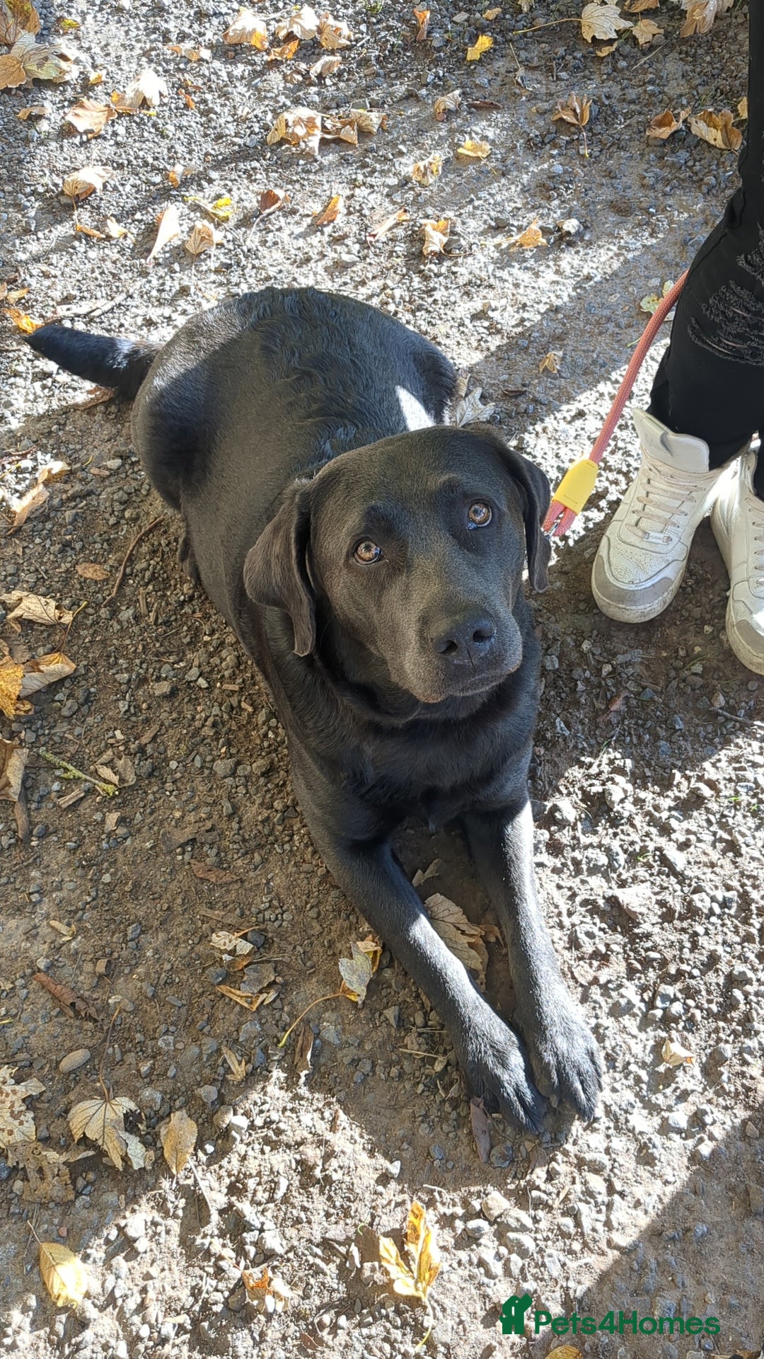Labrador Retriever dogs for sale: Gorgeous black and silver Labrador puppies - Advert 5