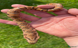 Snake reptiles for sale: Pink x white hypo false water cobras - Image 5