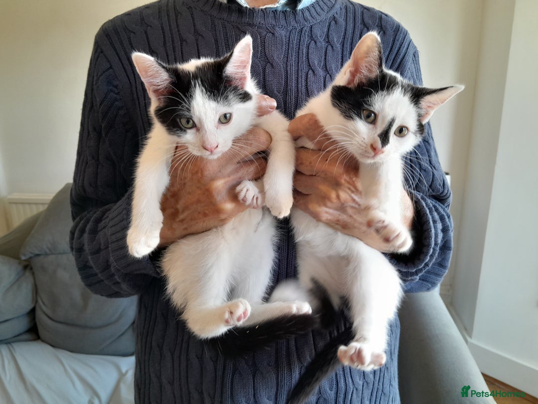 British Shorthair cats for sale: Two white and black sisters - Image 1