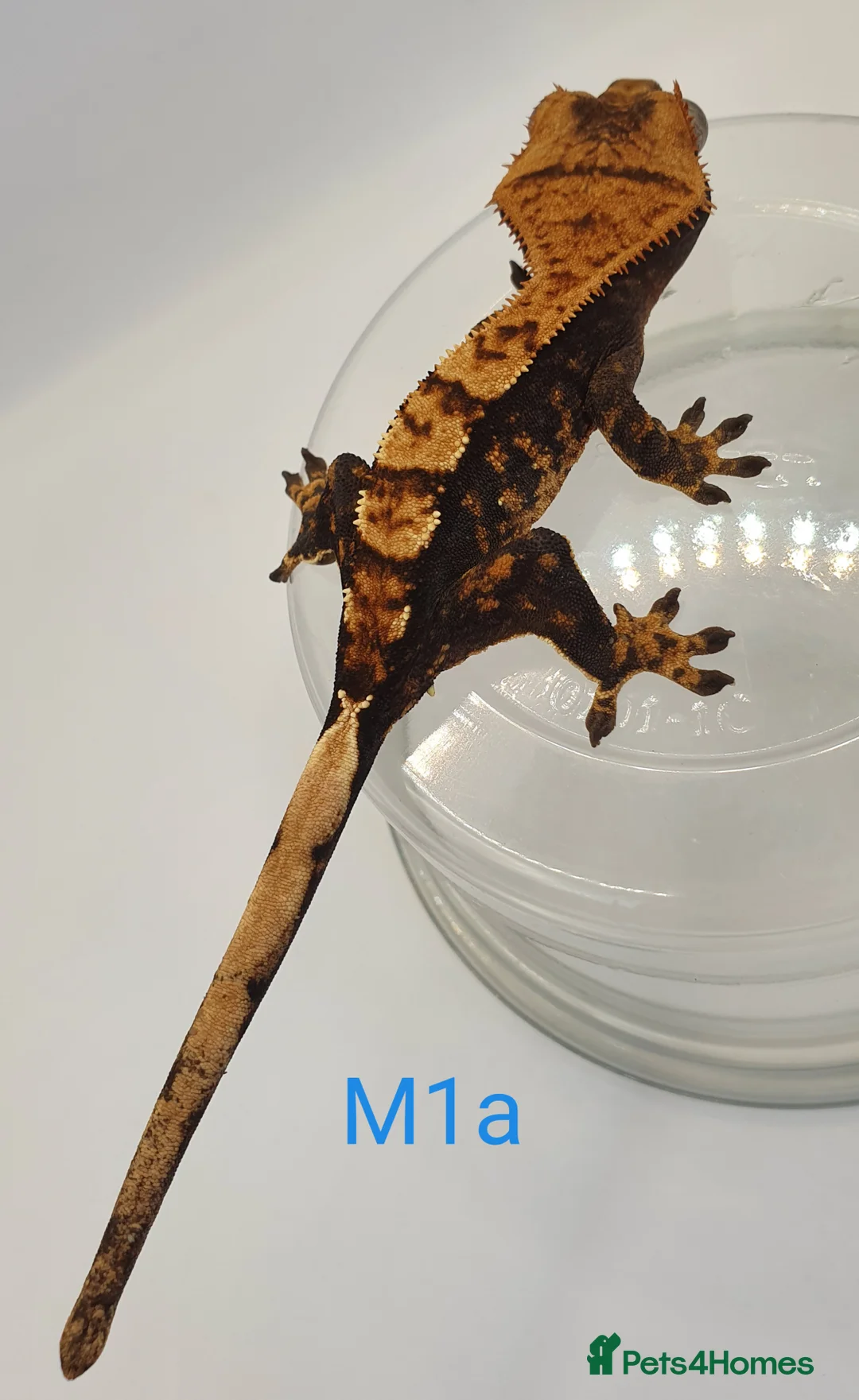 Gecko reptiles for sale: Sub adult crested geckos - Advert 10