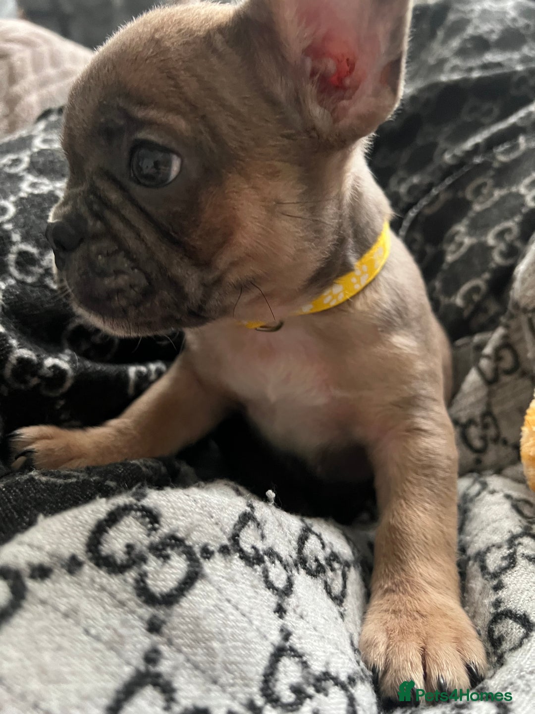 French Bulldog dogs for sale: 5 cute French bulldog puppies  - Advert 6