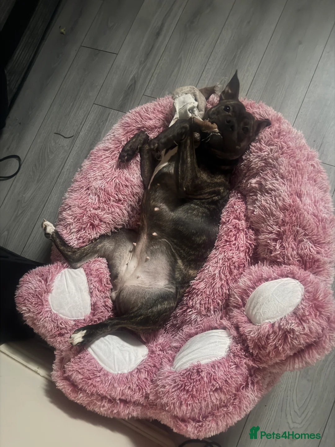 Staffordshire Bull Terrier dogs for sale: Female Staffordshire bull terrier  - Advert 3