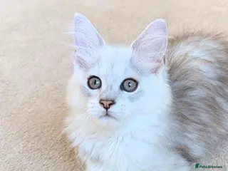 Maine Coon cats Male Maine Coon Kittens - Advert 12