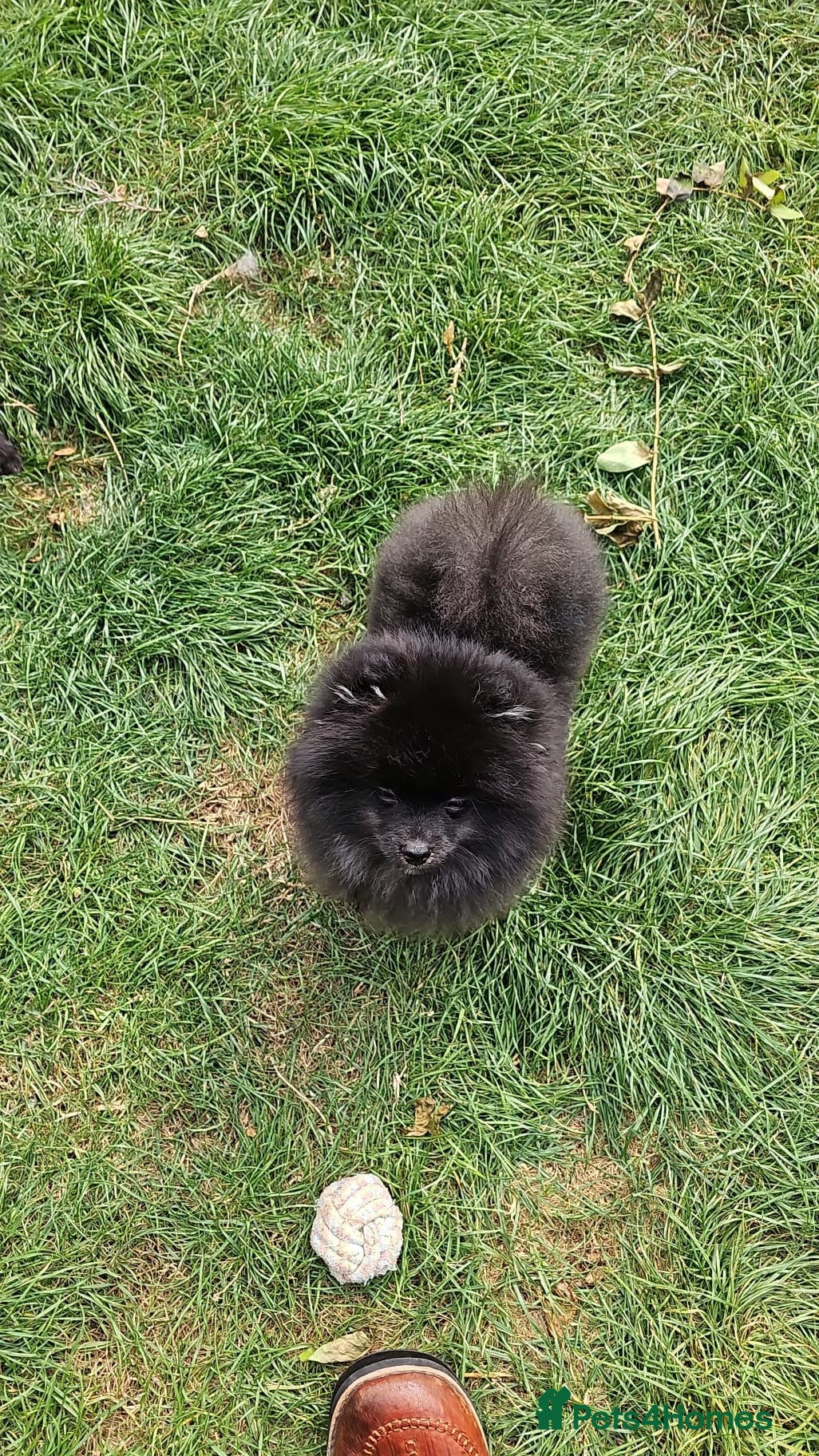 Pomeranian dogs Beautiful Pomeranian Puppies - Advert 13