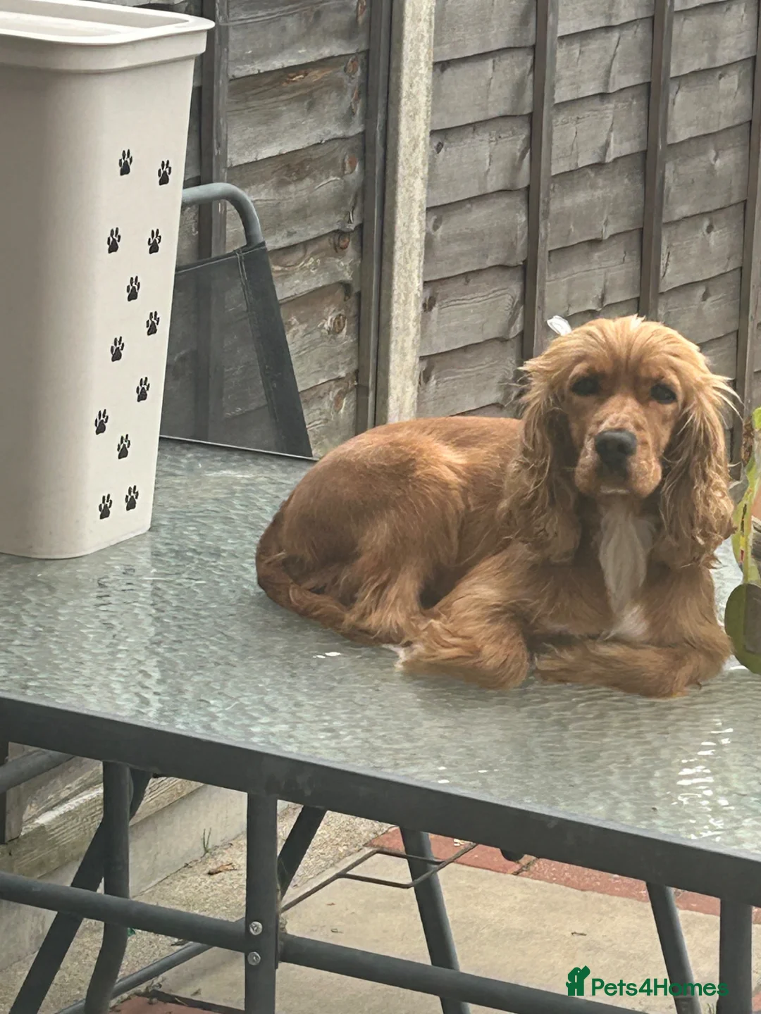 Cockapoo dogs for sale: cockerpoo puppies  - Advert 8