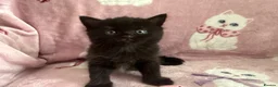 British Shorthair cats for sale: British shorthair X tabby x2 Girls  in Ross-on-Wye - Advert 4