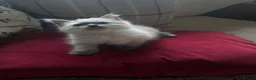 Ragdoll cats for sale: Beautiful Pure Ragdoll kittens - Advert 33