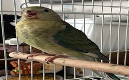 Parakeets birds for sale: Young female red rump  - Image 4