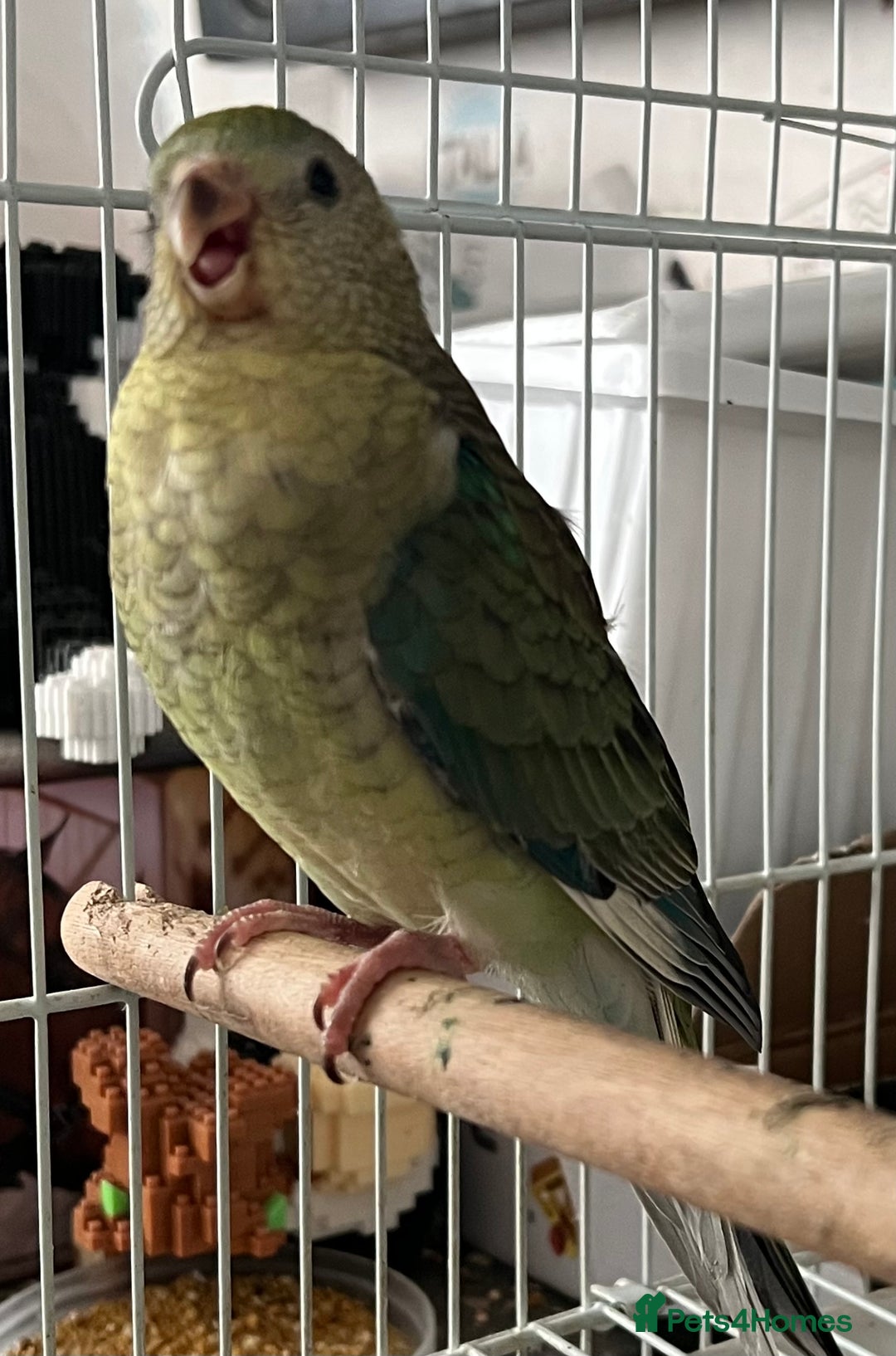 Parakeets birds for sale: Young female red rump  - Image 4