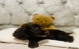 Cocker Spaniel dogs for sale: 3 boys 1 girl Ready to leave show cocker puppies  - Image 8