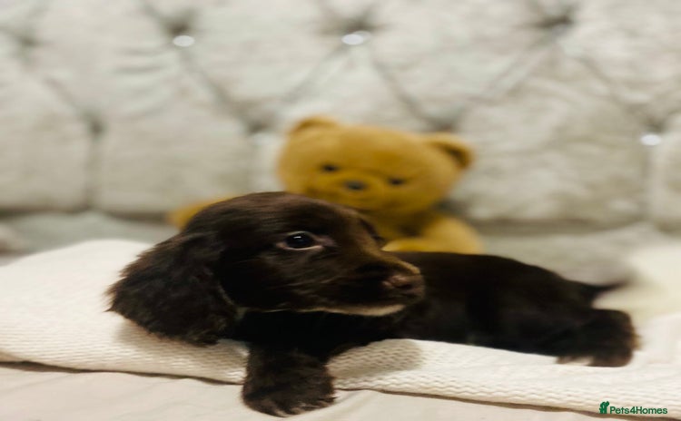 Cocker Spaniel dogs - Advert 5