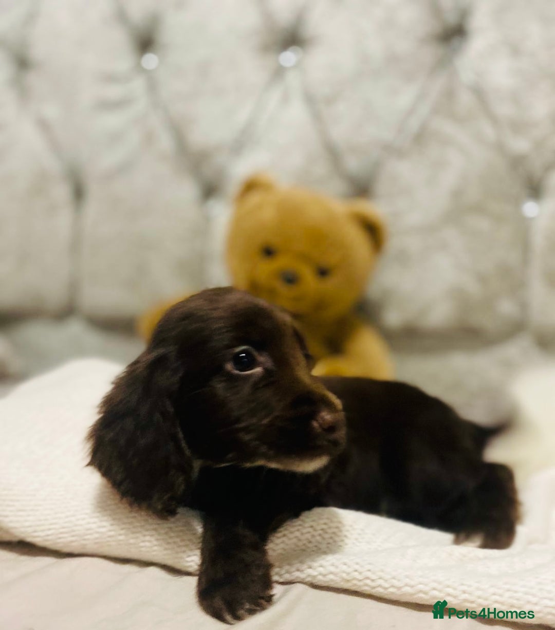 Cocker Spaniel dogs for sale: 3 boys 1 girl Ready to leave show cocker puppies  - Image 8