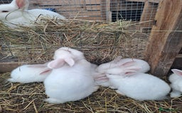 New Zealand rabbits for sale: Calm & Friendly New Zealand Kits - Image 3