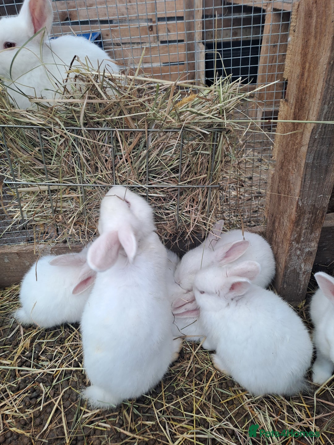 New Zealand rabbits for sale: Calm & Friendly New Zealand Kits - Image 3