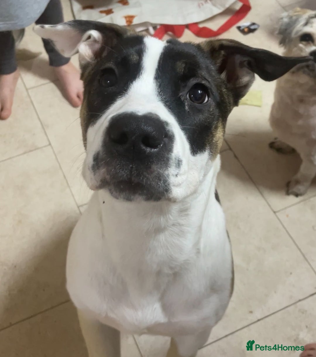 American Pit Bull Terrier Akita Mix American Akita Akita Pitbull Mix  Brindle Akita Pitbull Mix, image size:1080x1220