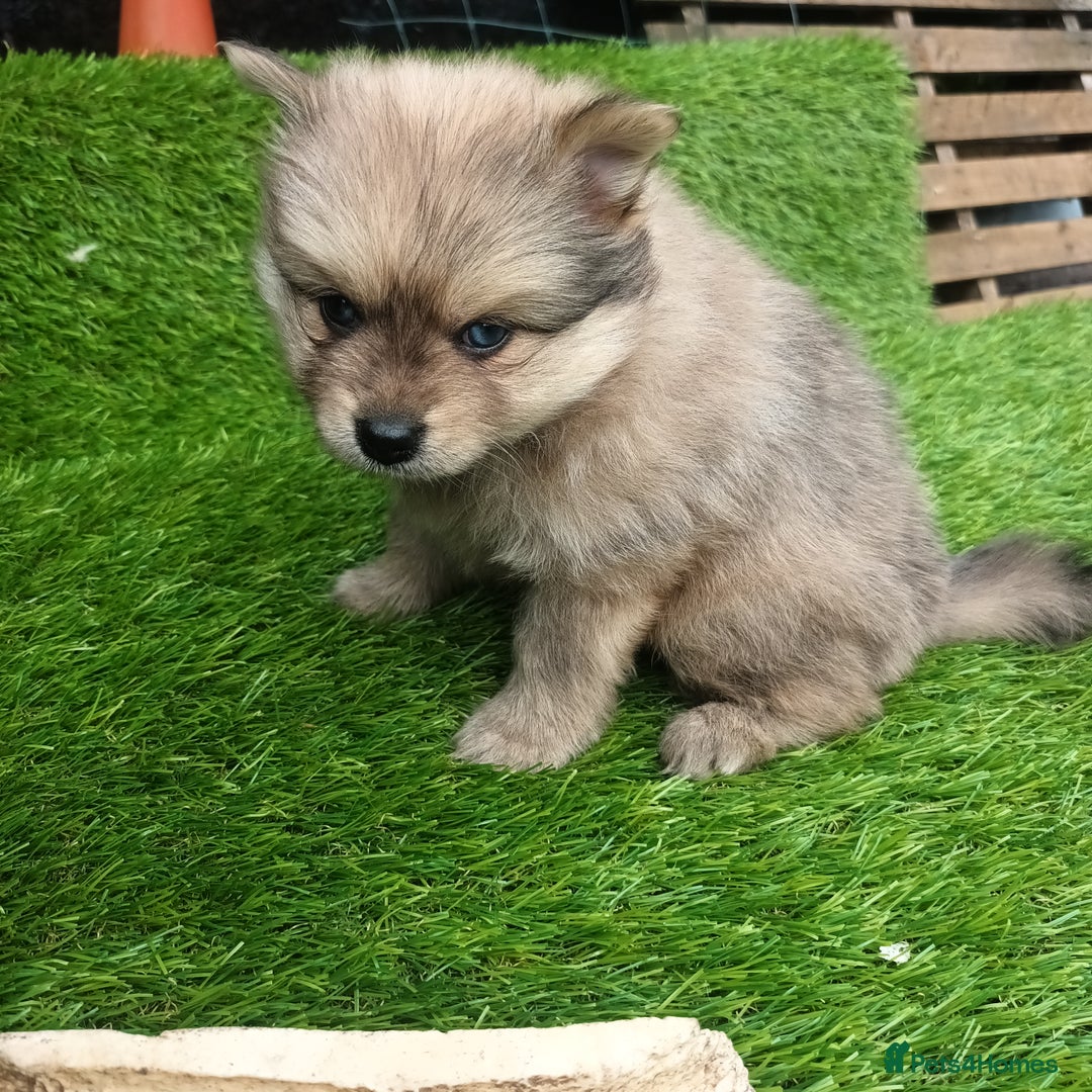 Pomeranian dogs for sale: Stunning Pomeranian Pups - Image 3