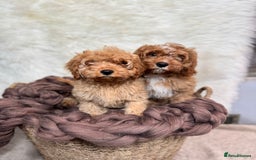 Cavapoo dogs for sale: F1 DNA tested cavapoo puppies - Image 1