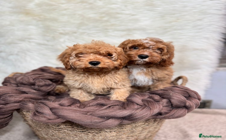 Cavapoo dogs - Advert 4