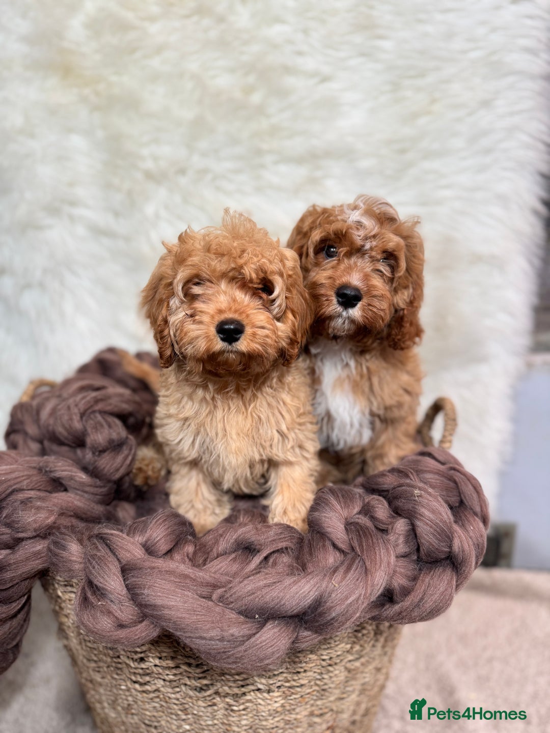 Cavapoo dogs for sale: F1 DNA tested cavapoo puppies - Image 1