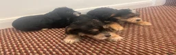 Yorkshire Terrier dogs for sale: Yorkshire terrier  in London - Advert 6