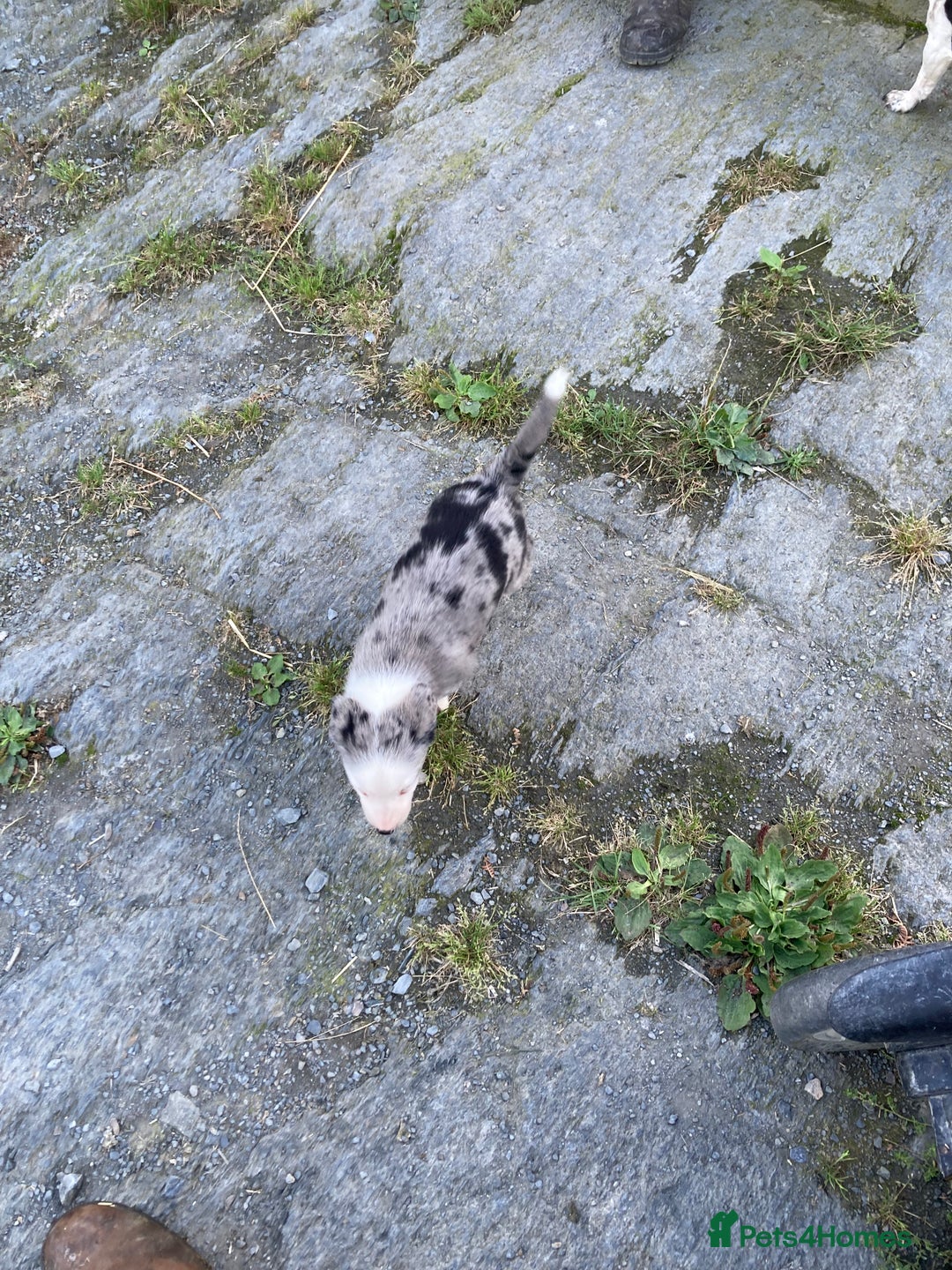 Border Collie dogs for sale: Blue Merle collies  - Image 10