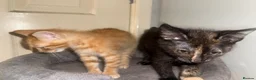 Mixed Breed cats for sale: 3 baby’s ready for there forever homes  in Maidenhead - Advert 21