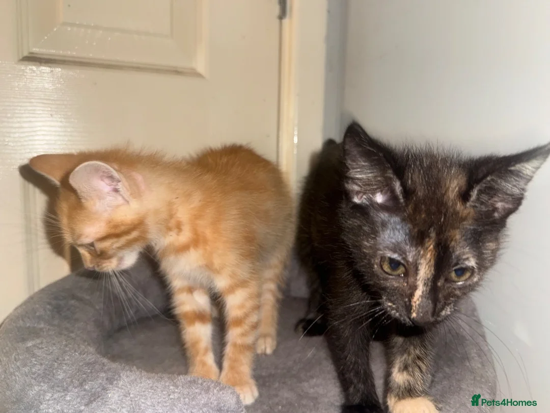 Mixed Breed cats for sale: 3 baby’s ready for there forever homes  in Maidenhead - Advert 21