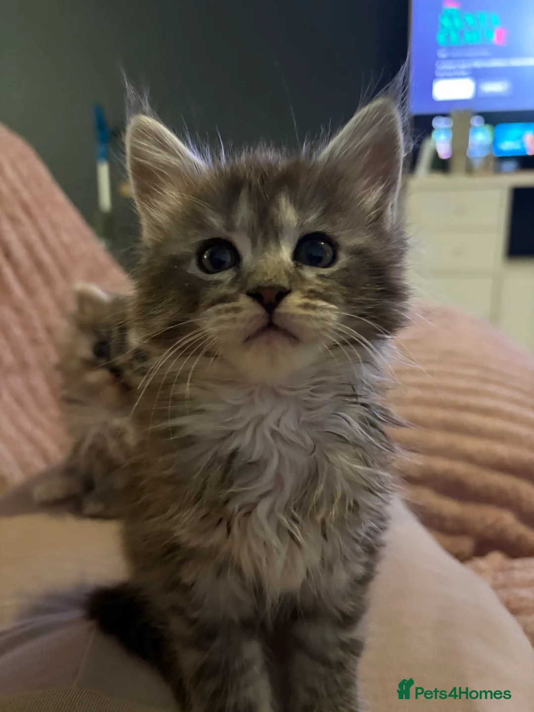 Maine Coon cats for sale: TICA registered Maine coon kittens - Advert 26