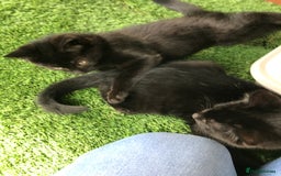 Mixed Breed cats for sale: 2 boys Available today 30/8/25 - Image 5