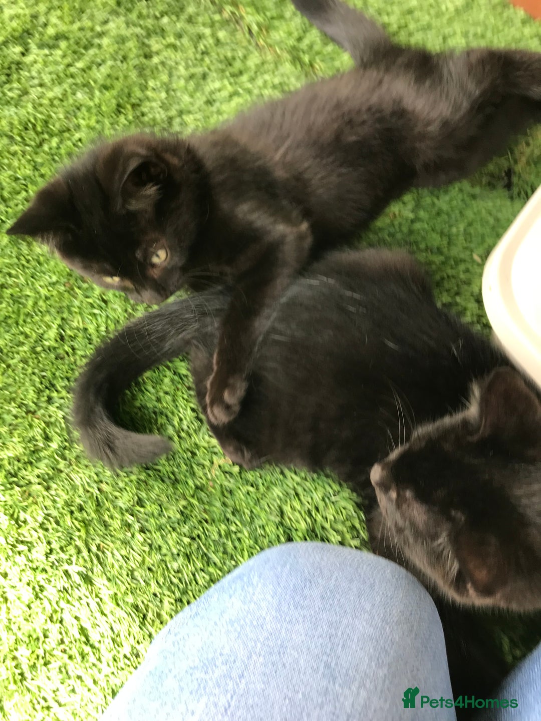 Mixed Breed cats for sale: 2 boys Available today 30/8/25 - Image 5