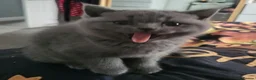 British Shorthair cats for sale: British short hair - Advert 9