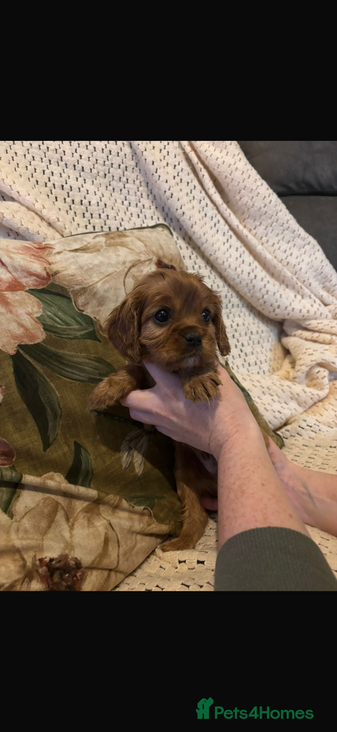 Cavalier King Charles Spaniel dogs for sale: Cavalier King Charles spaniel puppies  - Advert 2