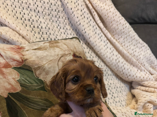 Cavalier King Charles Spaniel dogs Cavalier King Charles spaniel Blenheim and ruby - Advert 6