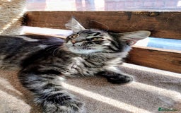Maine Coon cats for sale: Maine coon purebred Xl - Image 20
