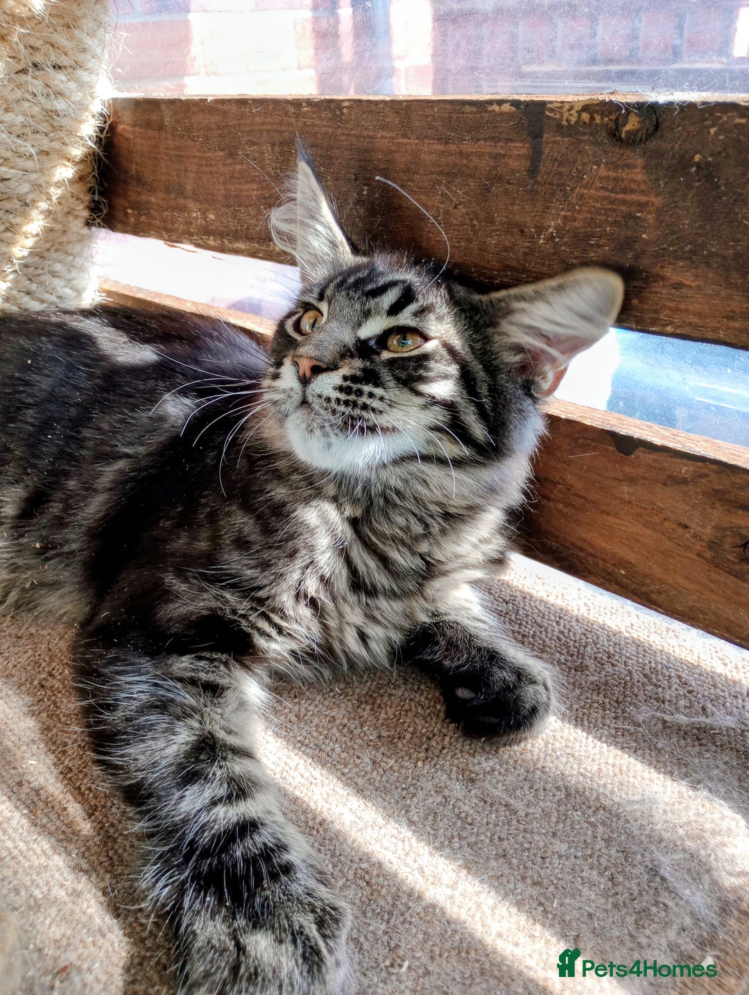 Maine Coon cats for sale: Maine coon purebred Xl - Image 20