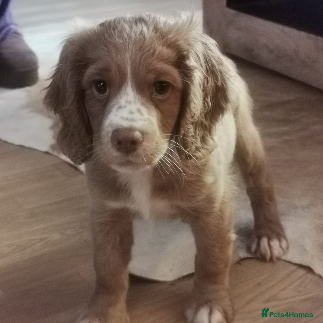 Clumber Spaniel dogs for sale: Clumber spaniel  - Image 1