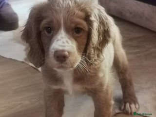 Clumber Spaniel dogs for sale - Advert 1