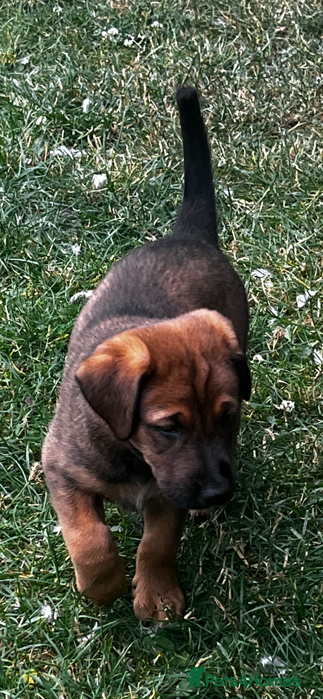 Mixed Breed dogs for sale: Belgian Malinois X Dobermann in Cheltenham - Image 29