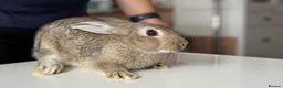 Mixed Breed rabbits for sale: Stunning, Hand-Reared Bunnies Seeking Forever home - Advert 9