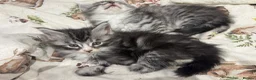 Maine Coon cats for sale: 3/4 Maine coon  - Advert 11