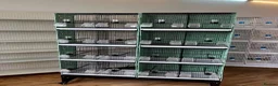 Mixed Breed birds for sale: Bird cage  - Advert 1