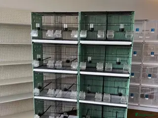 Mixed Breed birds Bird cage - Advert 19