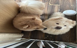 Chow Chow dogs for sale: 2 female chow chow  - Image 6