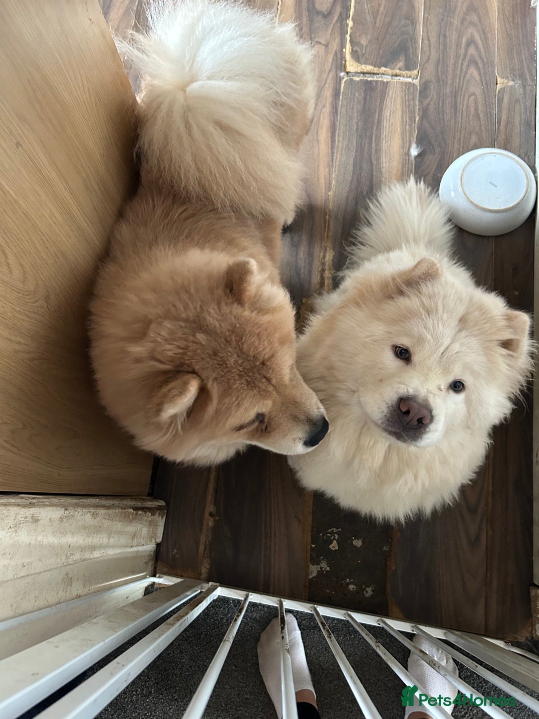 Chow Chow dogs for sale: 2 female chow chow  - Image 6