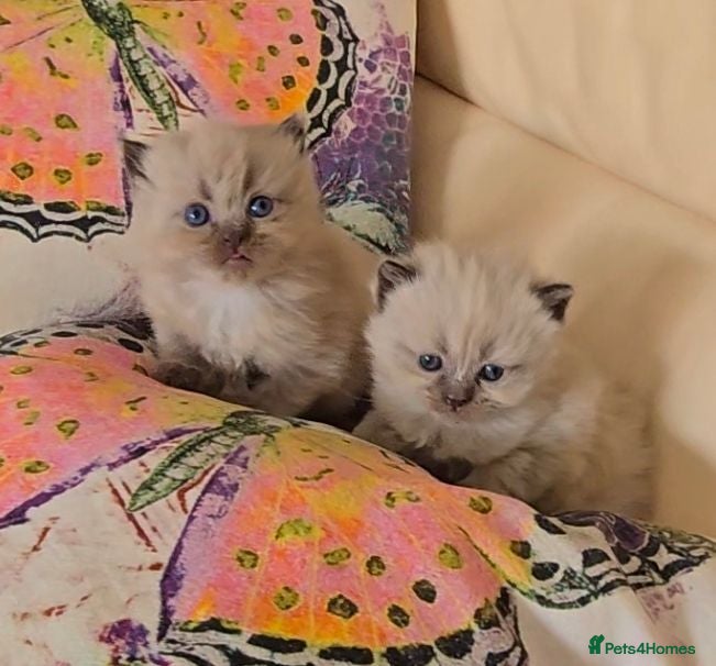 Munchkin cats Rare Quality Minuets - Advert 4