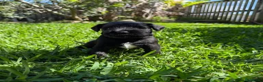 Miniature Schnauzer 2
