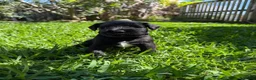 Miniature Schnauzer dogs for sale: Beautiful Pure Miniature Schnauzer Sweethearts  - Advert 5