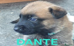 Belgian Shepherd Dog dogs for sale: PuppiesDWKC registered Working Line,Tested Parents - Image 11