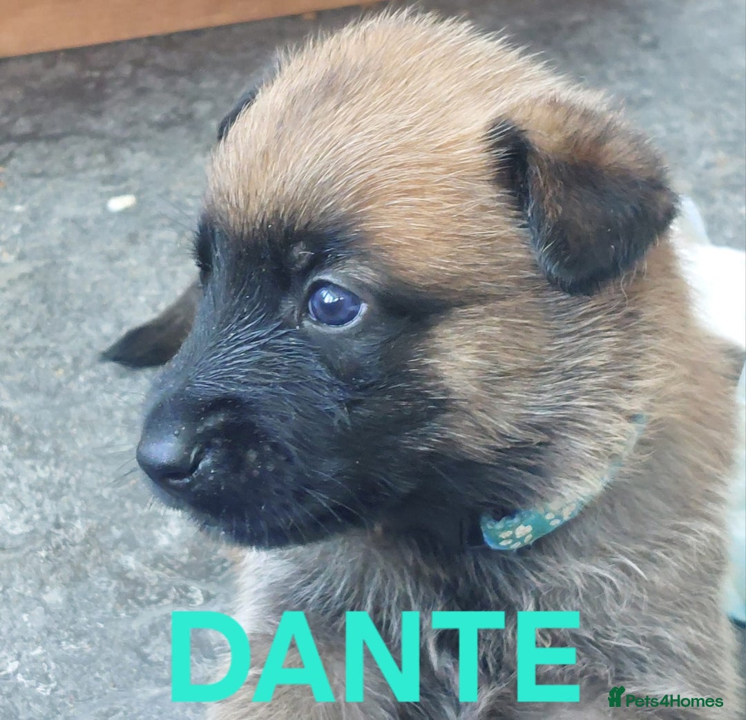 Belgian Shepherd Dog dogs for sale: PuppiesDWKC registered Working Line,Tested Parents - Image 11