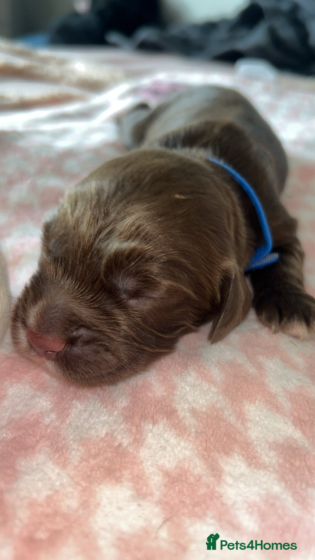 Cocker Spaniel dogs for sale: Gorgeous cocker spaniel pups(ONLY 1 REMAINING)  - Advert 10